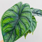 Bilde av Alocasia ‘Dragon Scale’-Spanne Plantesalg