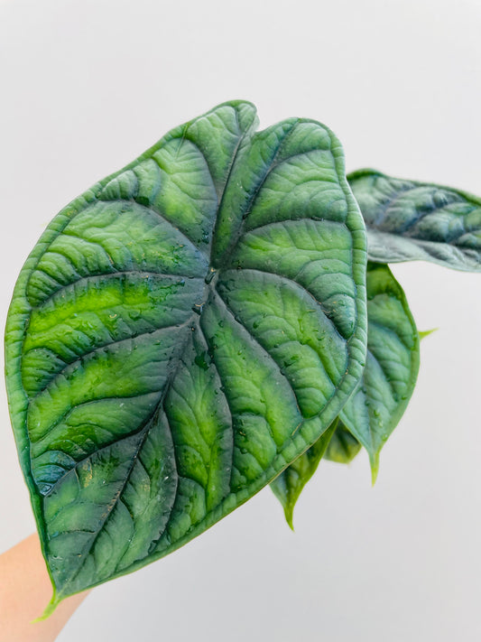 Bilde av Alocasia ‘Dragon Scale’-Spanne Plantesalg