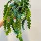 Bilde av Epiphyllum ang. ‘Fishbone’-Spanne Plantesalg