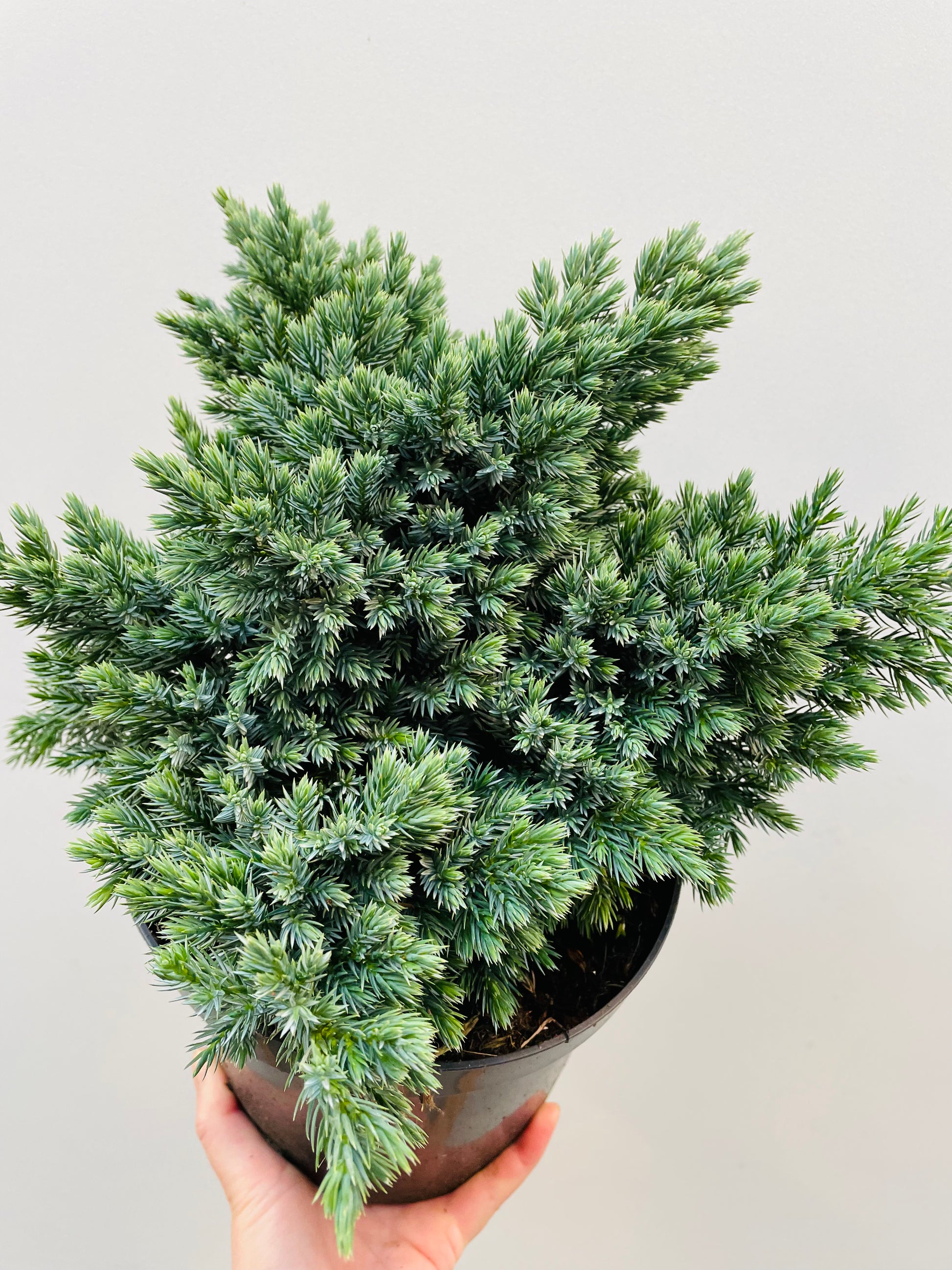 Bilde av JUNIPERUS S. BLUE STAR-Spanne Plantesalg