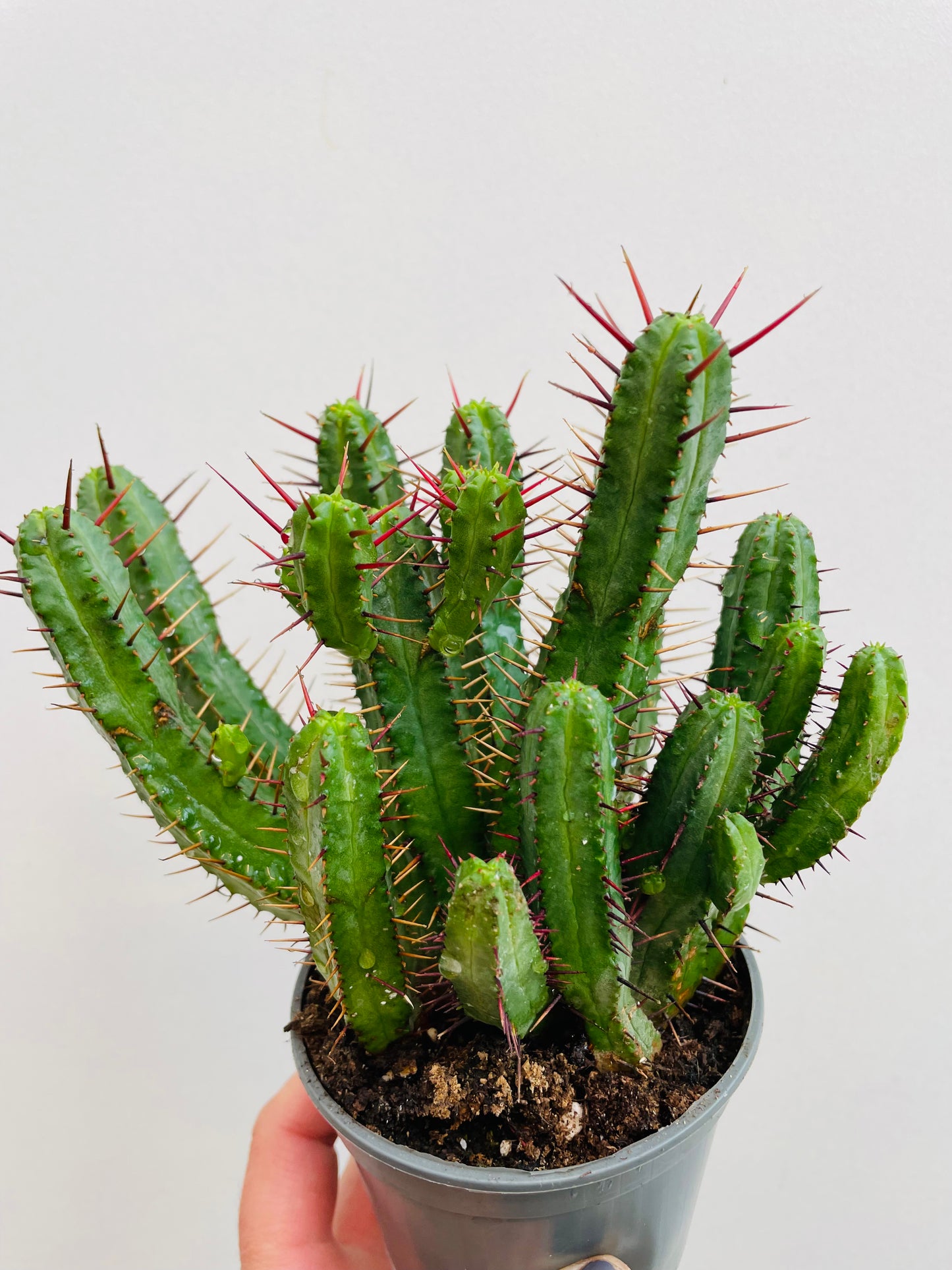 Euphorbia enopla
