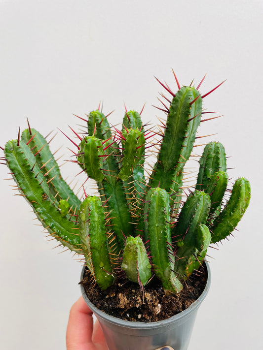 Euphorbia enopla