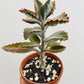 Bilde av Kalanchoe beharensis-Spanne Plantesalg