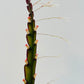 Bilde av Lepismium cruciforme stikling-Spanne Plantesalg