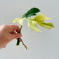 Bilde av Rhaphidophora tetrasperma variegata stikling 2-Spanne Plantesalg