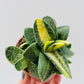 Bilde av Gasteria verrucosa variegata 6 cm potte-Spanne Plantesalg