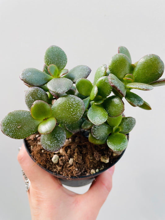 Bilde av Crassula ovata ‘Minima’ 12 cm potte-Spanne Plantesalg