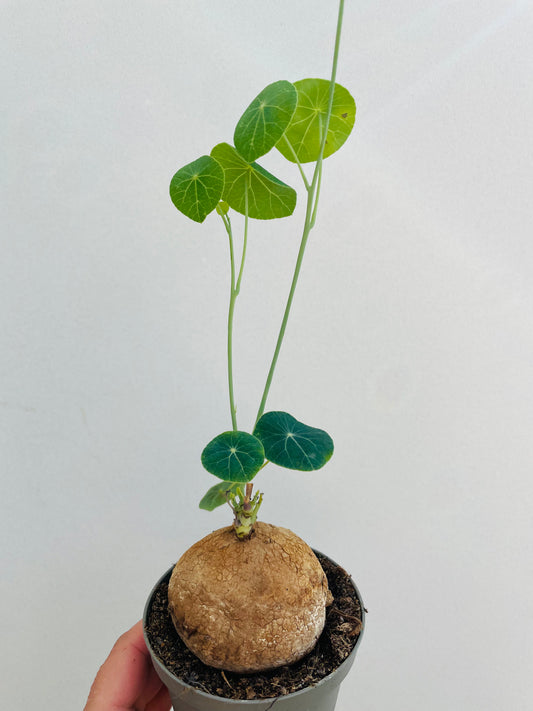 Bilde av Stephania erecta-Spanne Plantesalg