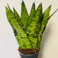 Bilde av Sansevieria trifasciata zeylanica-Spanne Plantesalg
