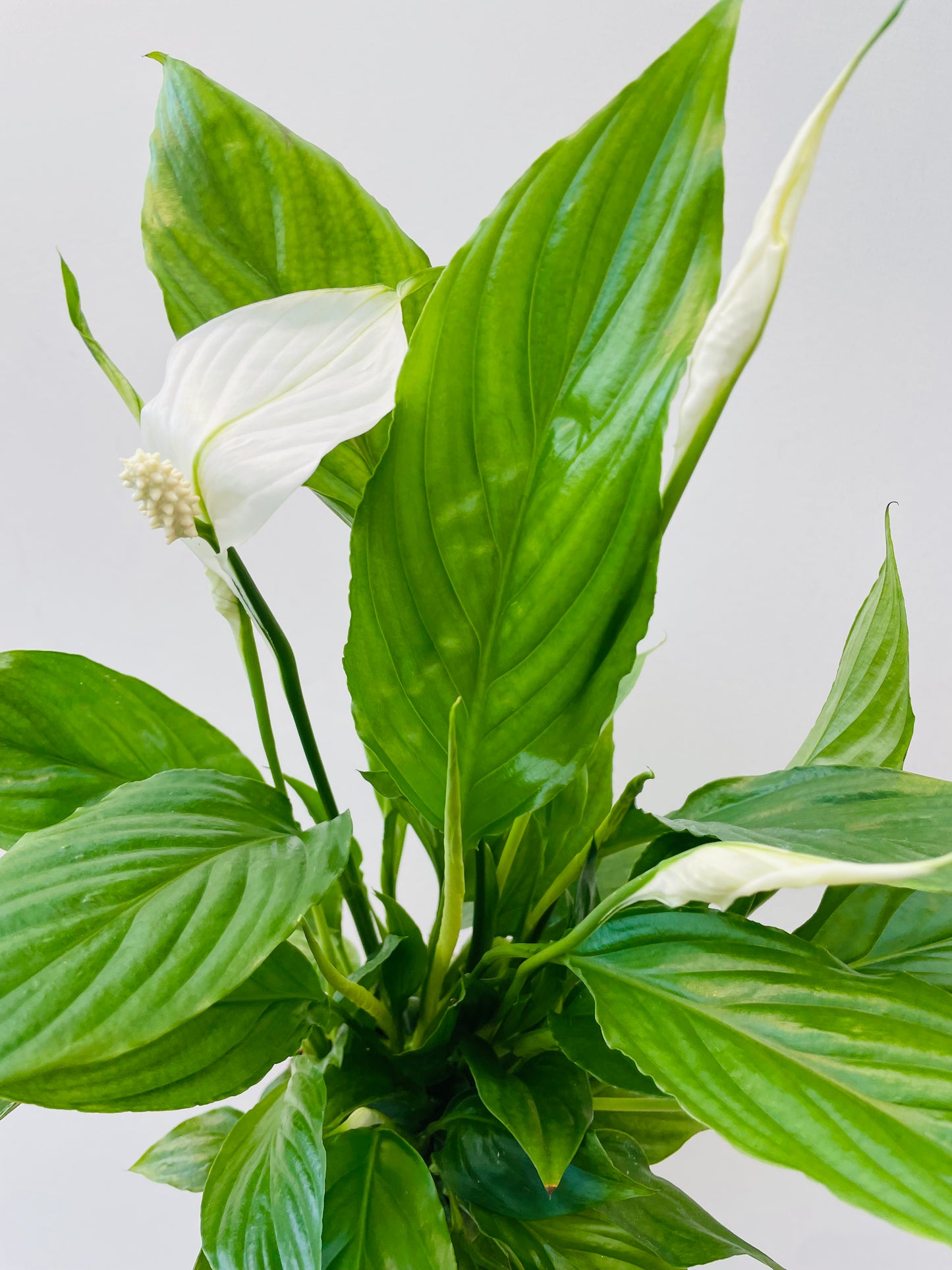 Spathiphyllum ‘Torelli’