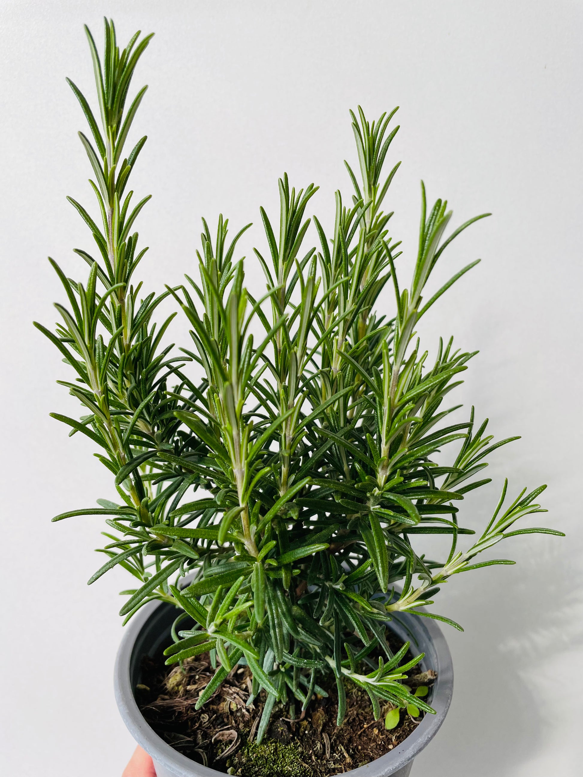 Bilde av ROSMARIN 14 cm-Spanne Plantesalg