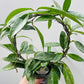 Bilde av Hoya pubicalyx ‘Silver Spot’ 12 cm potte-Spanne Plantesalg