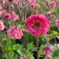 Bilde av Geum Tempo Rose-Spanne Plantesalg