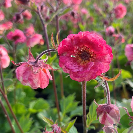 Bilde av Geum Tempo Rose-Spanne Plantesalg