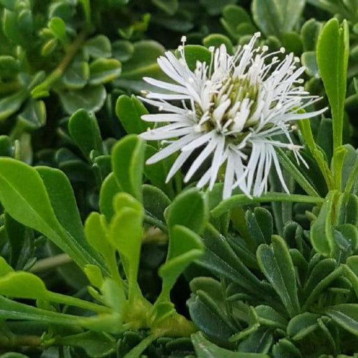 Bilde av Globularia cordifolia 'Alba'-Spanne Plantesalg