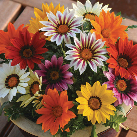 Bilde av Gazania rigens New Day Mix , 2 For 79,90-Spanne Plantesalg