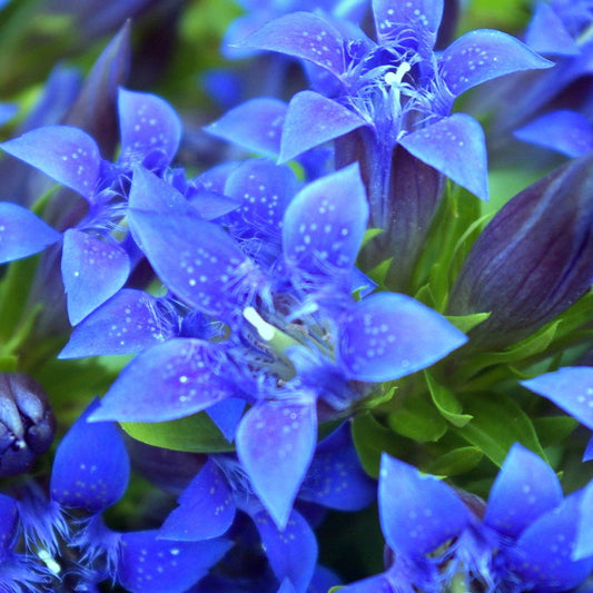 Bilde av Gentiana 'Blue Star'-Spanne Plantesalg