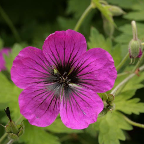 Bilde av Geranium Dragon Heart-Spanne Plantesalg