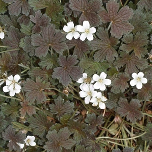 Bilde av Geranium Sanne-Spanne Plantesalg