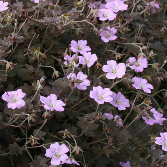 Bilde av Geranium Dusky Crug-Spanne Plantesalg