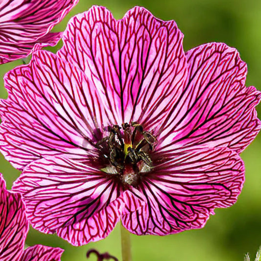 Bilde av Geranium cin.'Jolly Jewel Lilac'®-Spanne Plantesalg