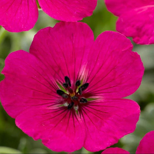 Bilde av Geranium cin. Jolly Jewel Red-Spanne Plantesalg