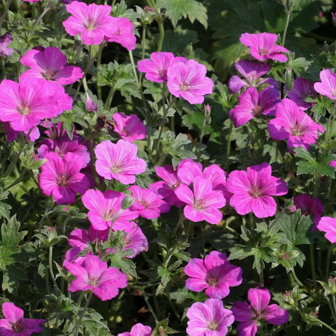 Bilde av Geranium Russell Prichard-Spanne Plantesalg