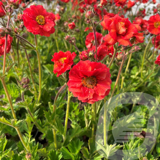 Bilde av Geum Scarlet Tempest®-Spanne Plantesalg