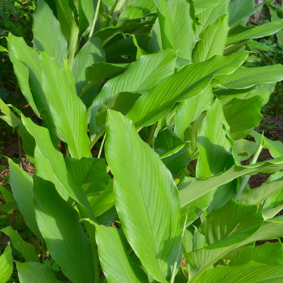 Bilde av Curcuma longa /Gurkemeie-Spanne Plantesalg