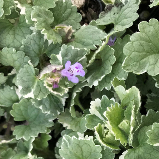 Bilde av Glechoma hederacea 'Variegata'-Spanne Plantesalg