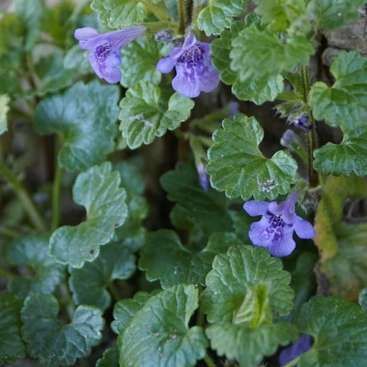 Bilde av Glechoma hederacea-Spanne Plantesalg