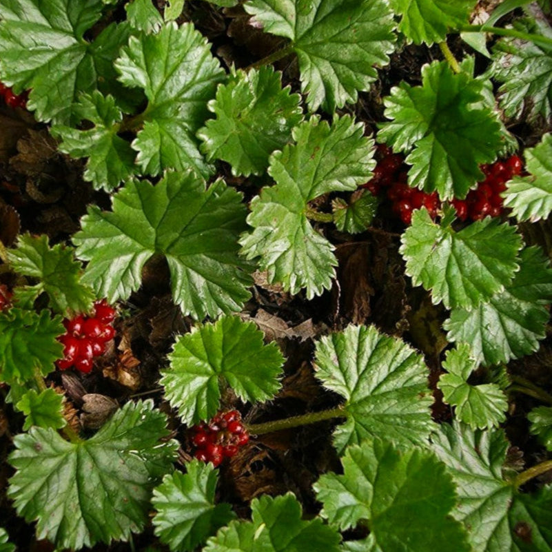 Bilde av Gunnera magellanica-Spanne Plantesalg