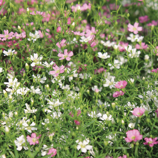 Bilde av Gypsophila muralis Doublicious MM Mix , 2 For 79,90-Spanne Plantesalg