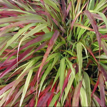 Bilde av Hakonechloa macra 'Beni-kaze'-Spanne Plantesalg