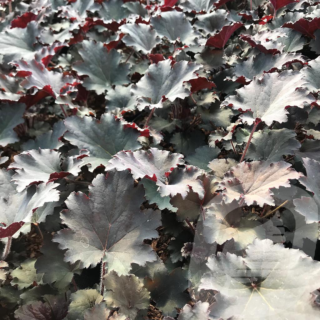 Bilde av Heuchera Binoche-Spanne Plantesalg