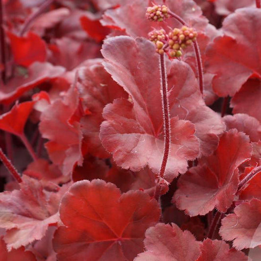 Bilde av Heuchera Cherry Cola-Spanne Plantesalg