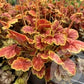 Bilde av Heuchera Eternal Flame®-Spanne Plantesalg