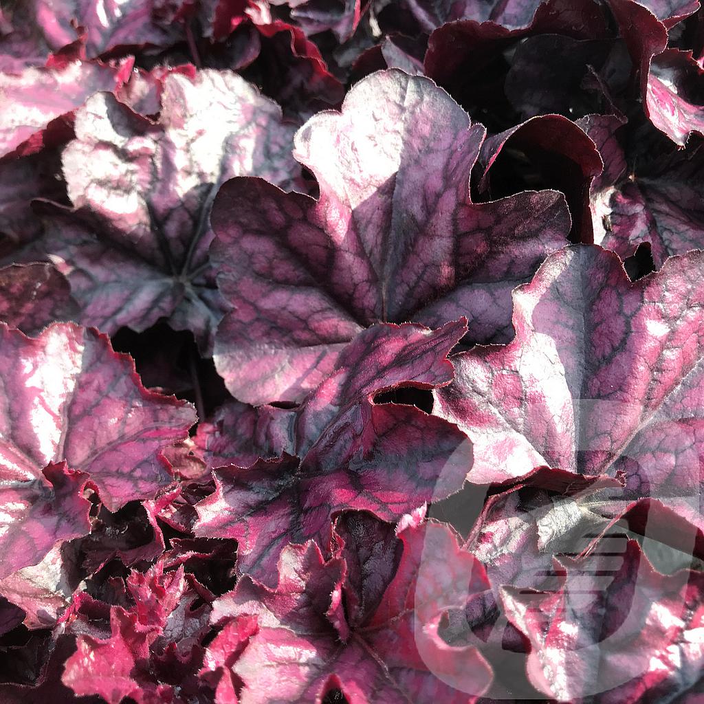 Bilde av Heuchera Mulberry-Spanne Plantesalg