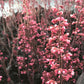 Bilde av Heuchera Timeless Night-Spanne Plantesalg