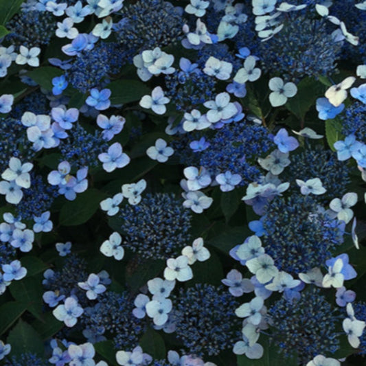 Bilde av Hydrangea serrata Magic Pillow-Spanne Plantesalg