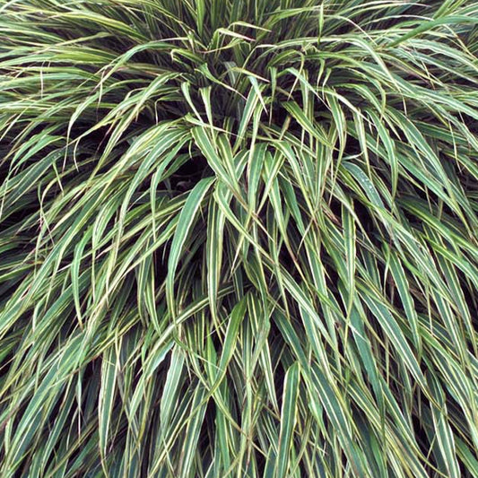 Bilde av Hakonechloa macra 'Albostriata'-Spanne Plantesalg