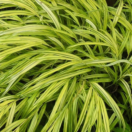 Bilde av Hakonechloa macra 'Stripe it Rich'-Spanne Plantesalg