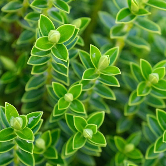 Bilde av Hebe odora-Spanne Plantesalg