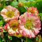 Bilde av Geum Pretticoats Peach®-Spanne Plantesalg