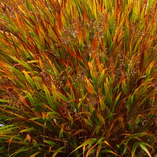 Bilde av Hakonechloa macra 'Nicolas'-Spanne Plantesalg