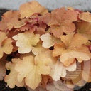 Bilde av Heuchera Caramel-Spanne Plantesalg