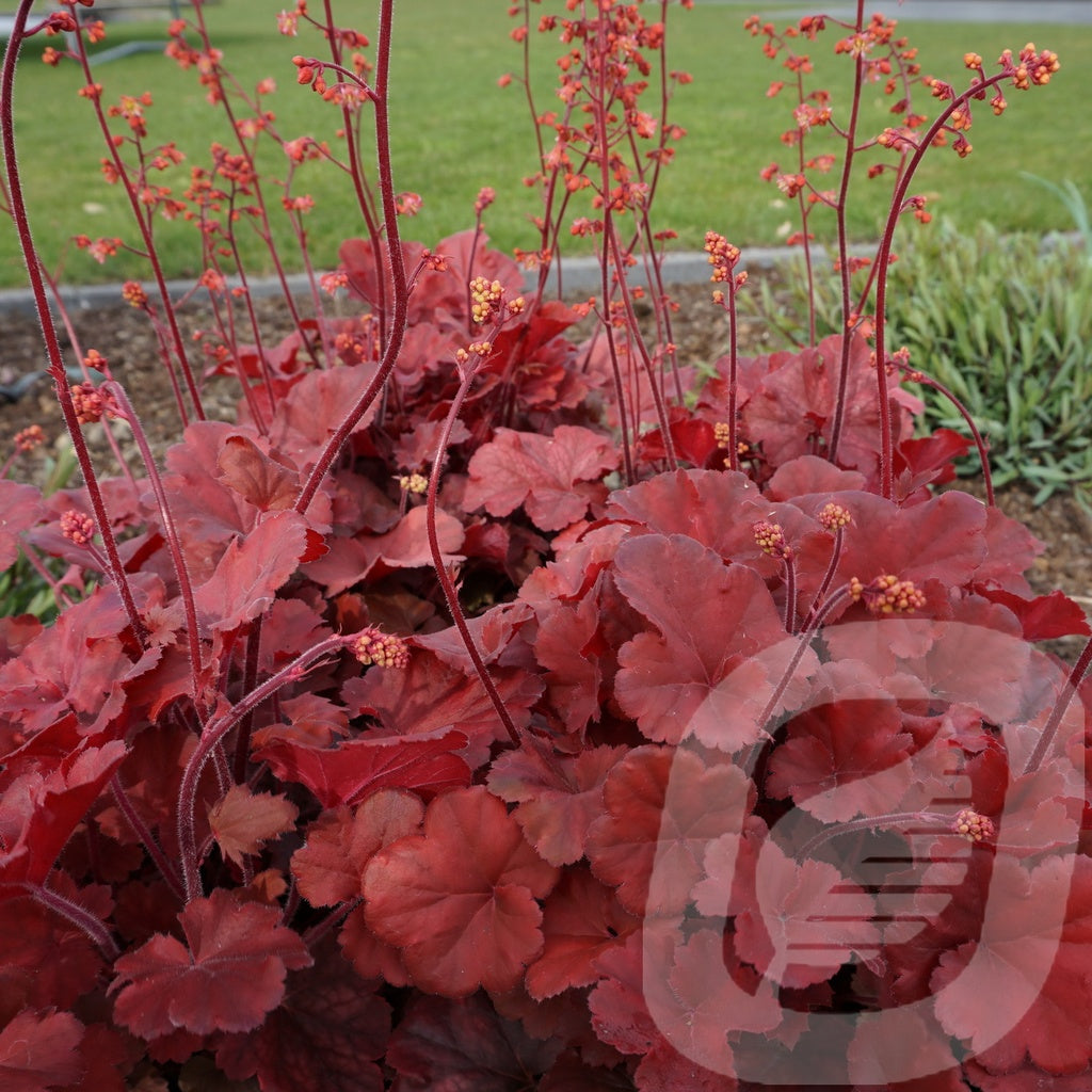 Bilde av Heuchera Cherry Cola-Spanne Plantesalg