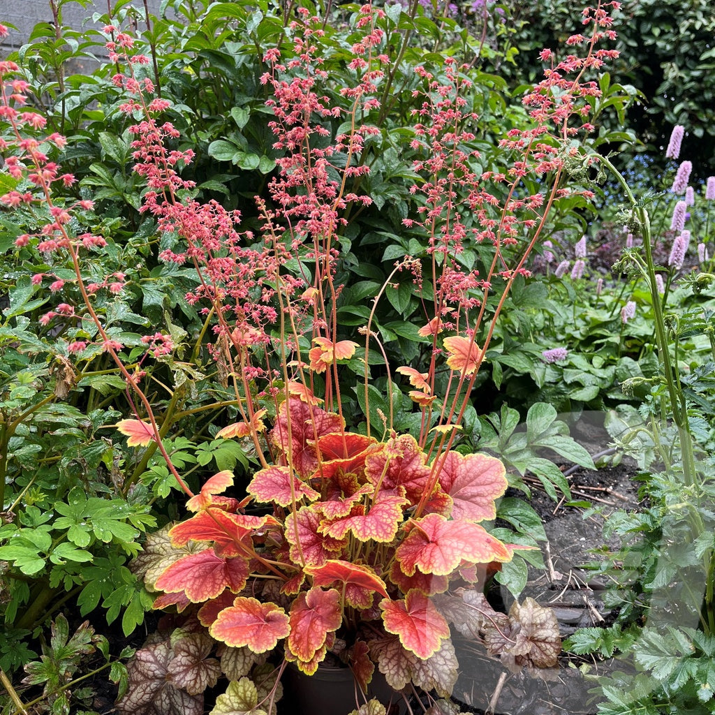 Bilde av Heuchera Eternal Flame®-Spanne Plantesalg