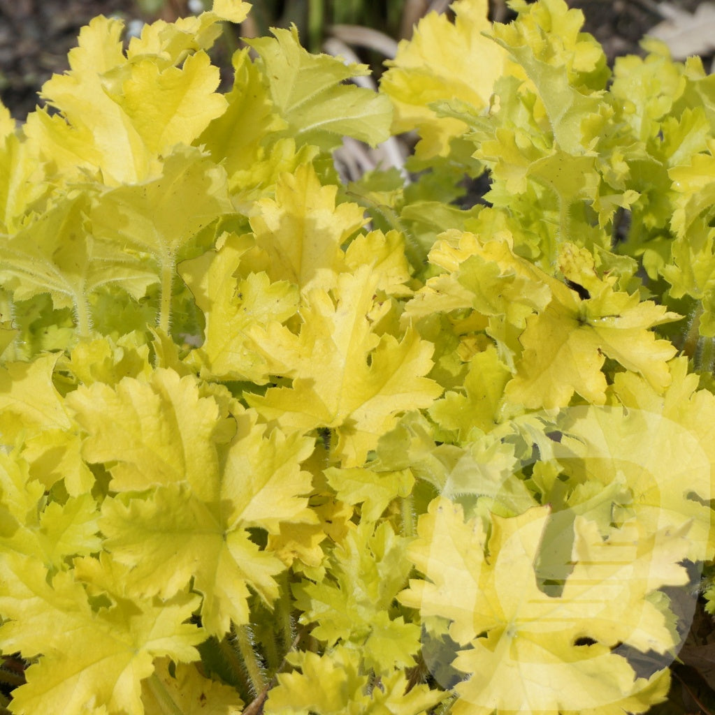 Bilde av Heuchera Lime Marmalade-Spanne Plantesalg