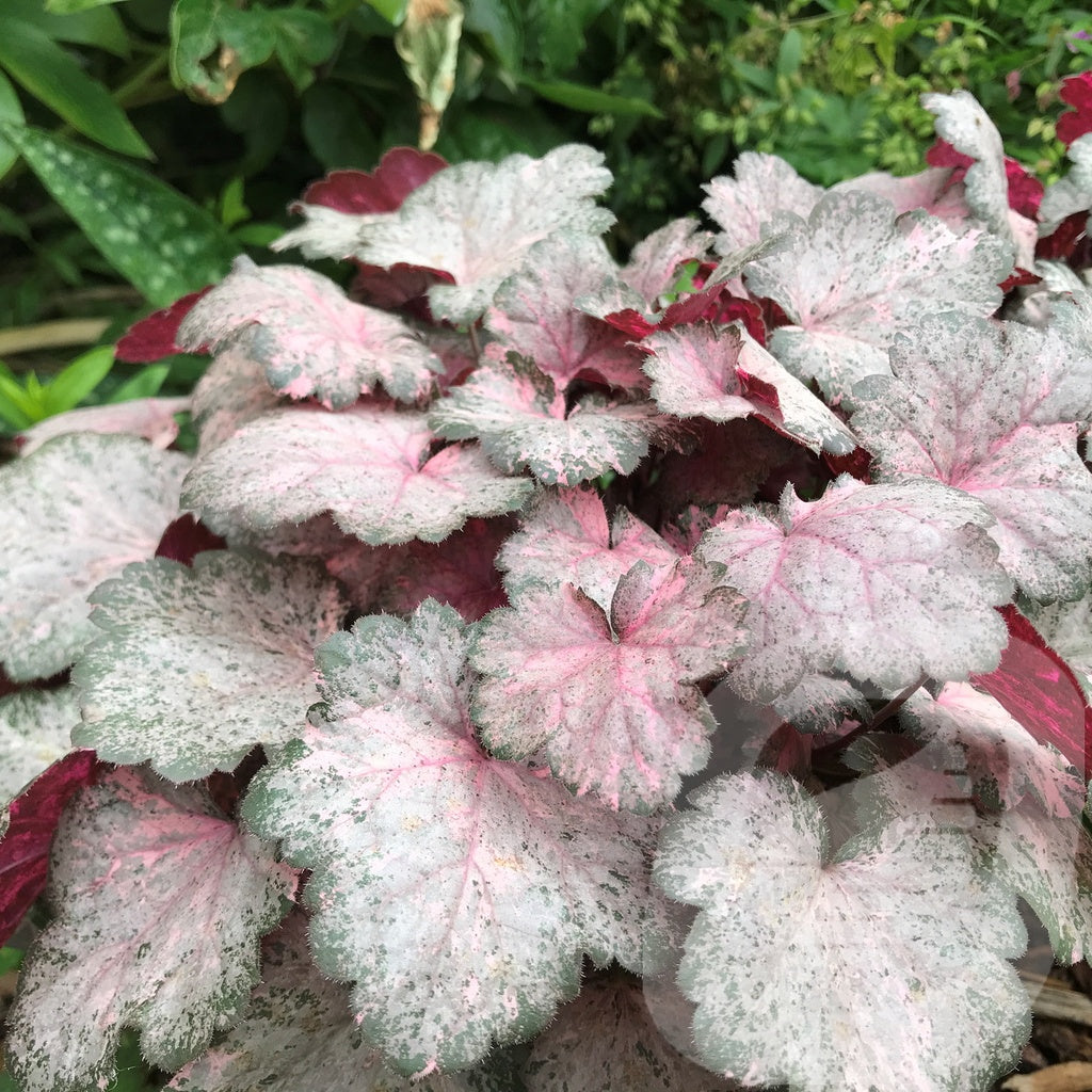 Bilde av Heuchera Pinky Panky-Spanne Plantesalg